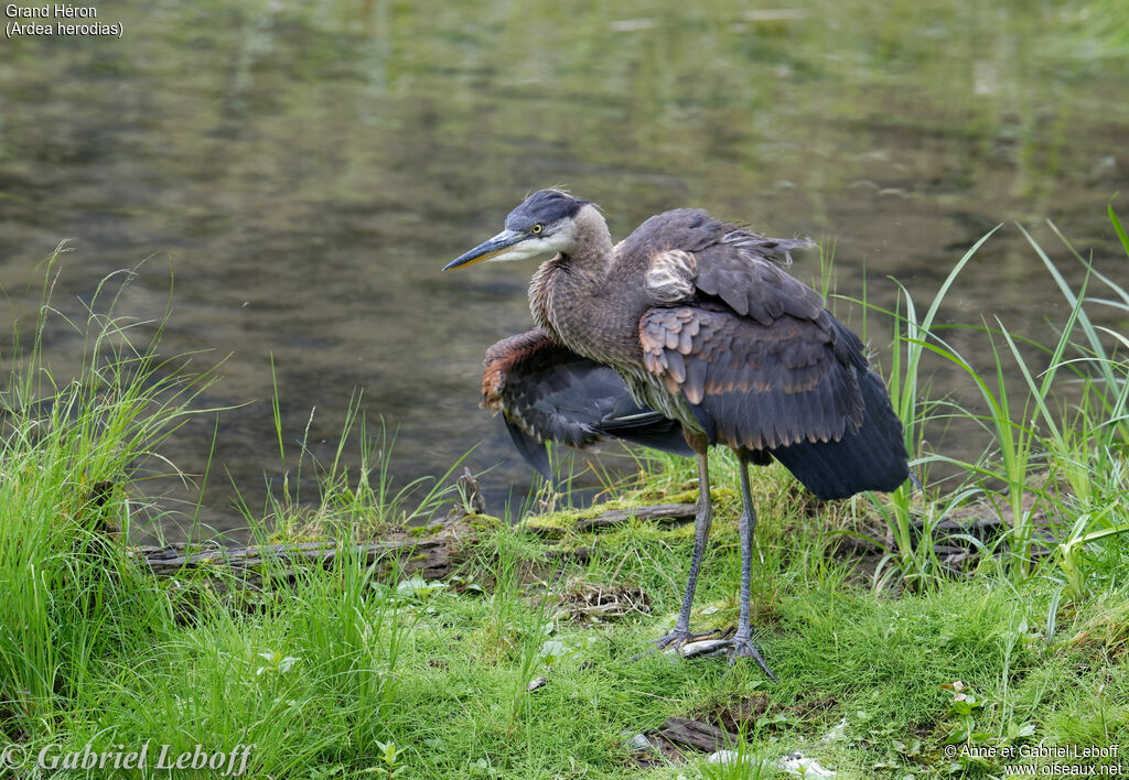 Great Blue HeronFirst year