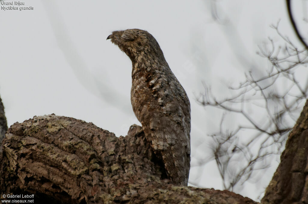 Great Potoo