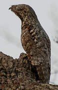 Great Potoo