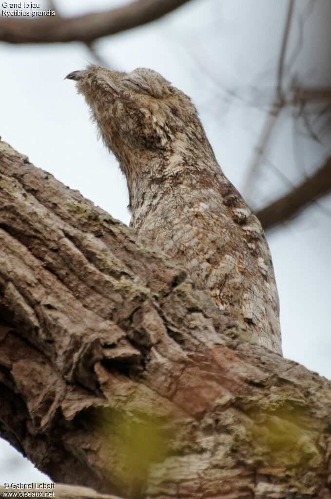 Great Potoo