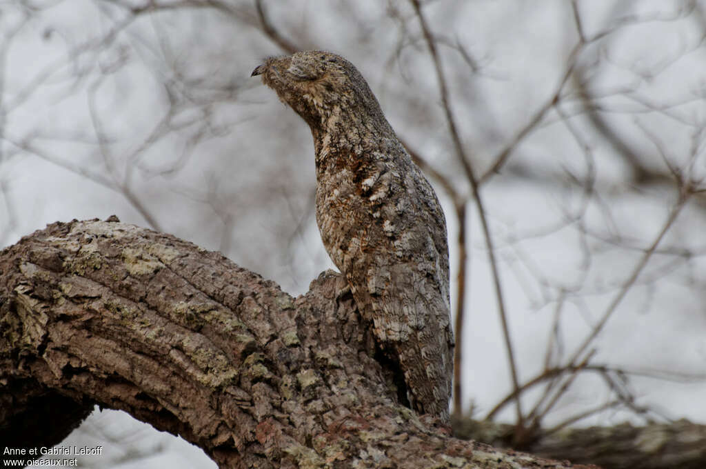 Great Potooadult, camouflage