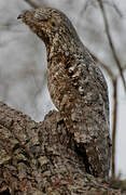 Great Potoo