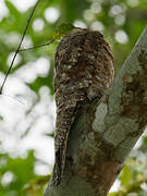 Great Potoo