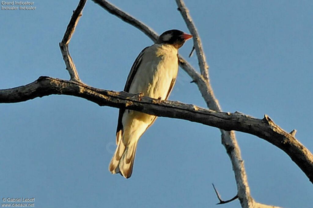 Greater Honeyguide