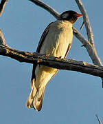 Greater Honeyguide