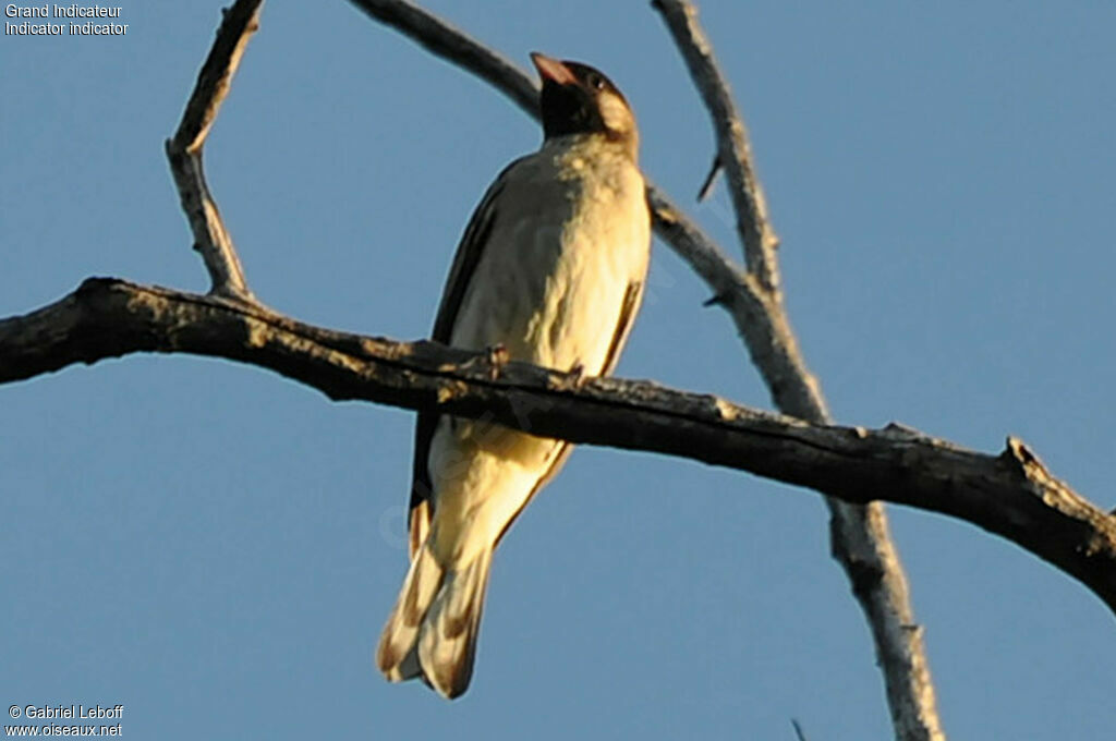 Greater Honeyguide