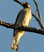 Greater Honeyguide