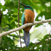 Great Jacamar