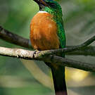 Grand Jacamar