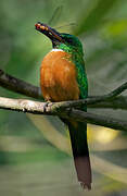 Great Jacamar