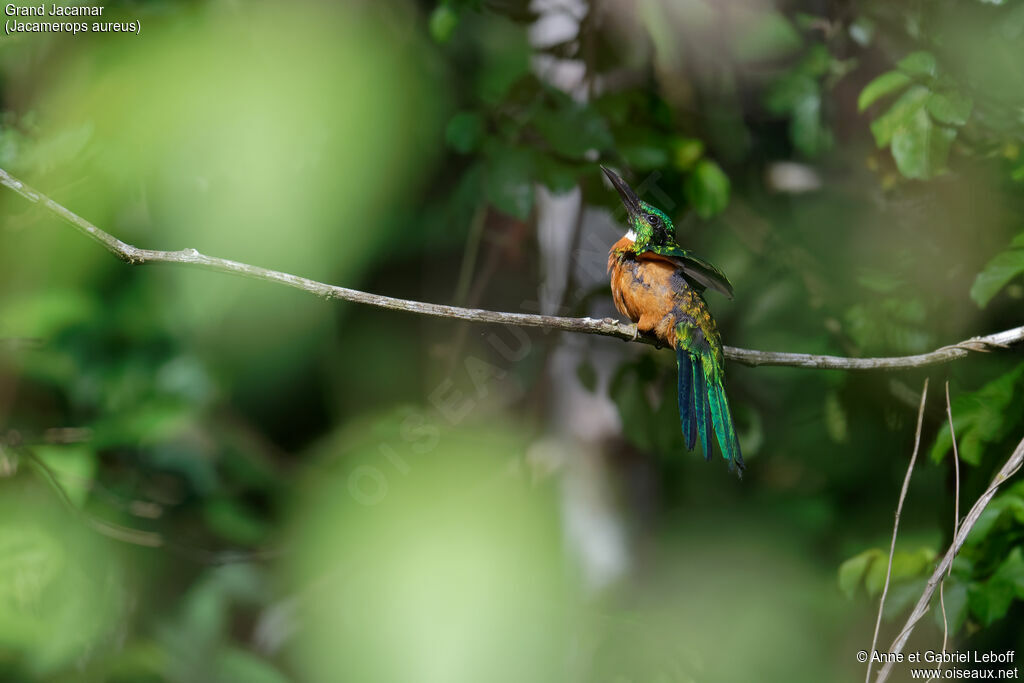 Great Jacamar