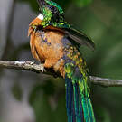 Grand Jacamar