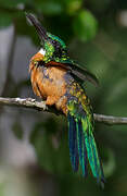 Great Jacamar