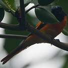 Grand Minivet