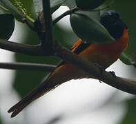 Orange Minivet