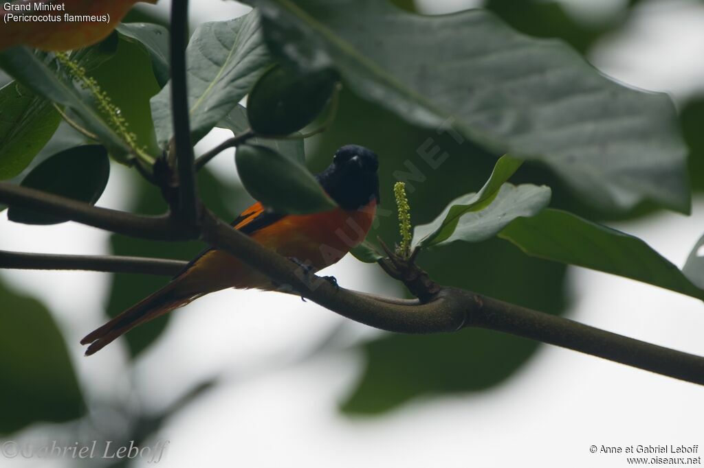 Orange Minivet