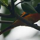 Grand Minivet