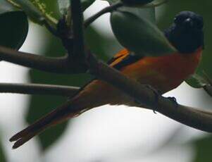 Grand Minivet