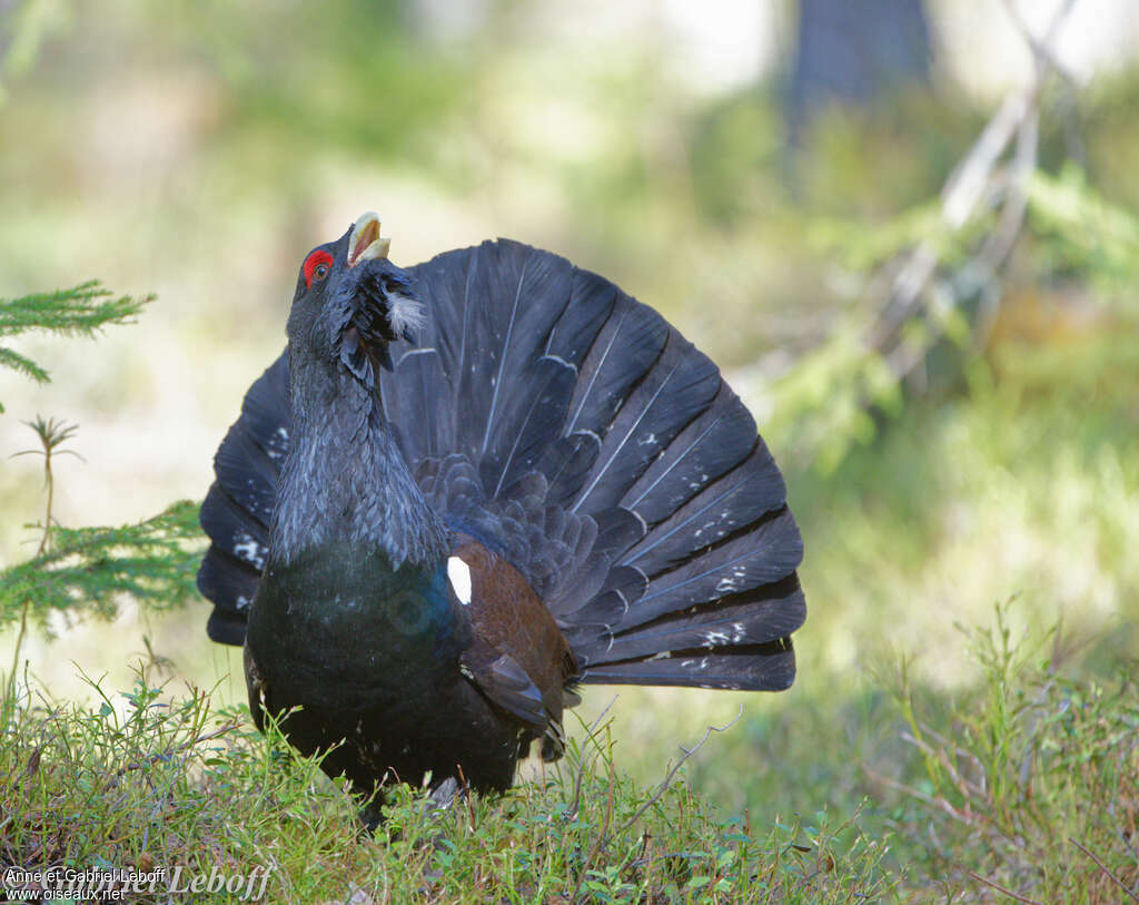 Western Capercaillie male