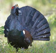 Western Capercaillie