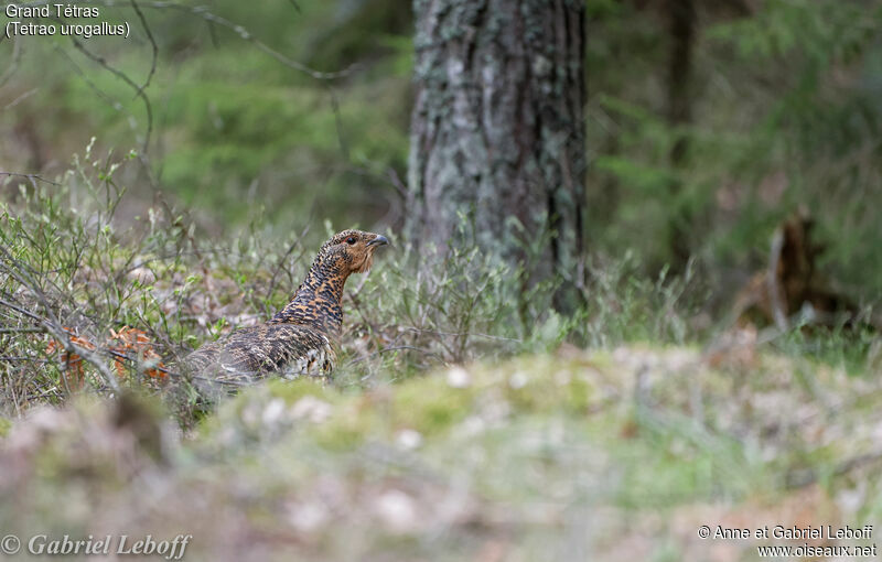 Western Capercaillie female