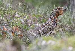 Western Capercaillie