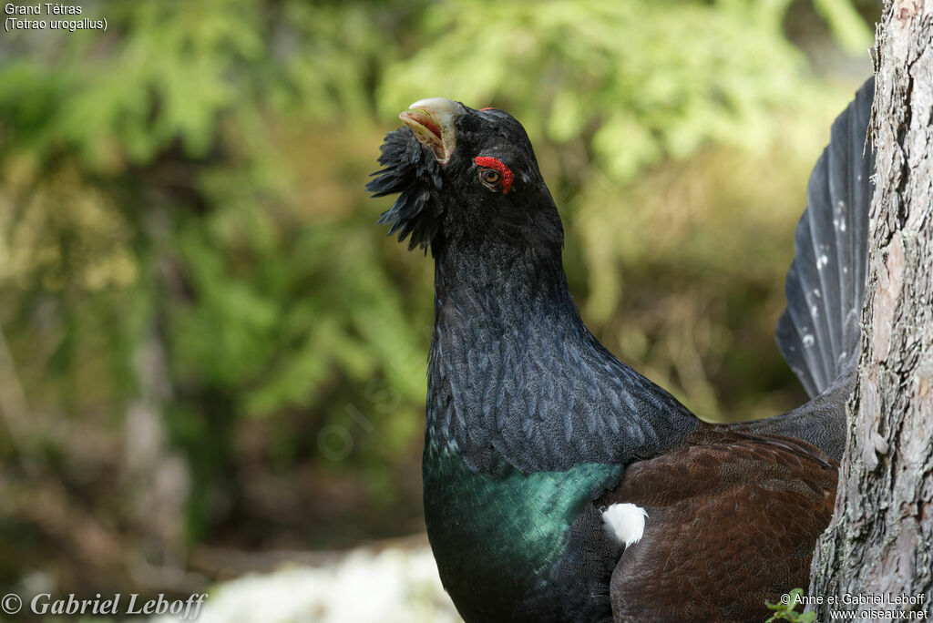 Western Capercaillie male