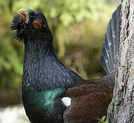 Western Capercaillie