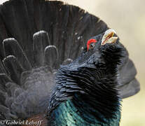 Western Capercaillie