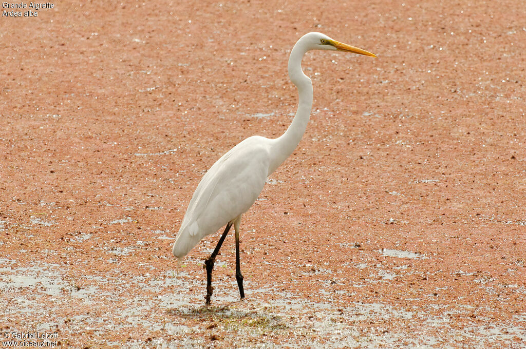 Grande Aigrette