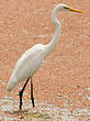 Grande Aigrette