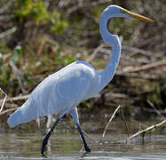 Grande Aigrette