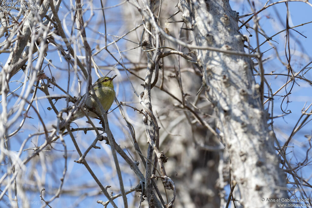 Stripe-throated Jery