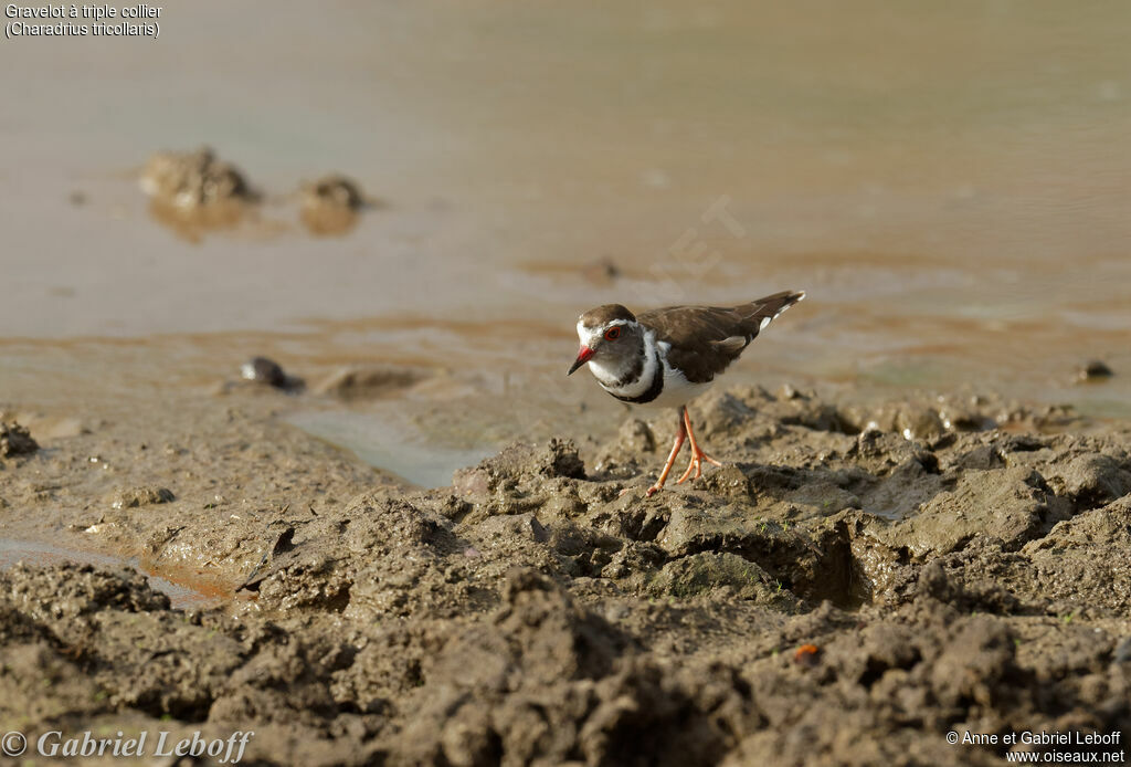 Three-banded Plover