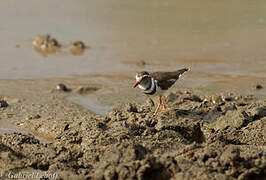 Three-banded Plover