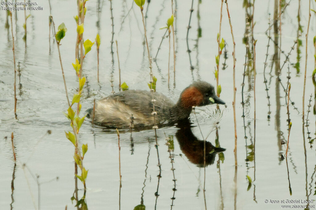 Little Grebe