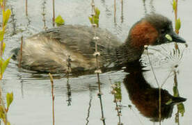 Little Grebe