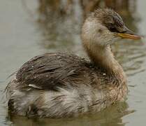 Little Grebe