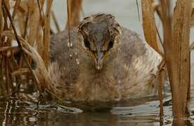 Little Grebe