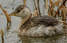 Little Grebe