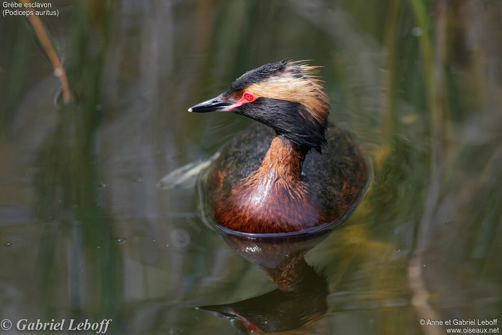 Horned Grebe