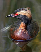 Horned Grebe