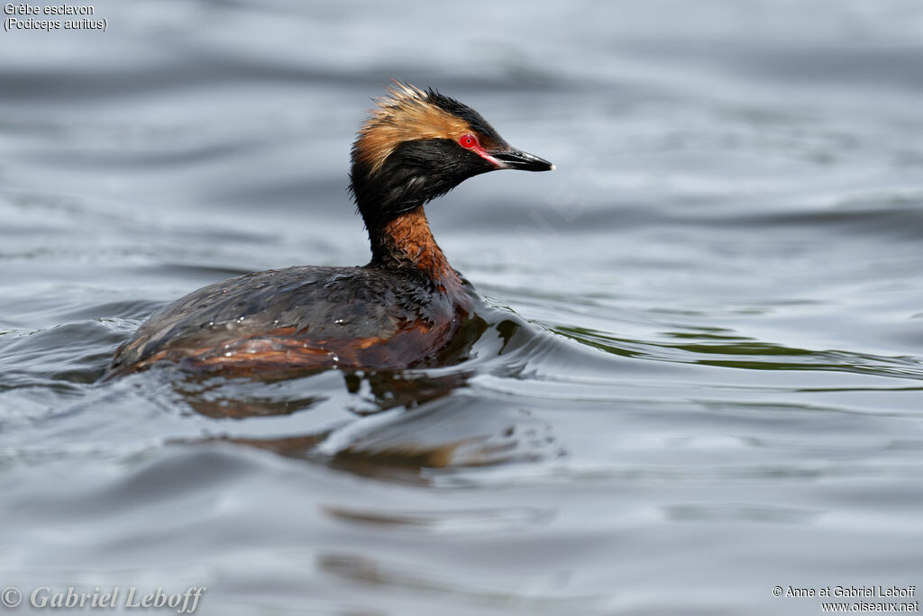 Horned Grebe