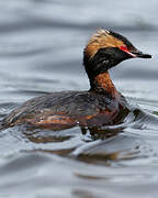 Horned Grebe