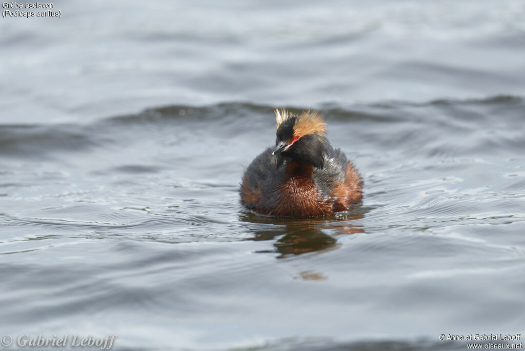 Horned Grebe