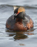 Horned Grebe