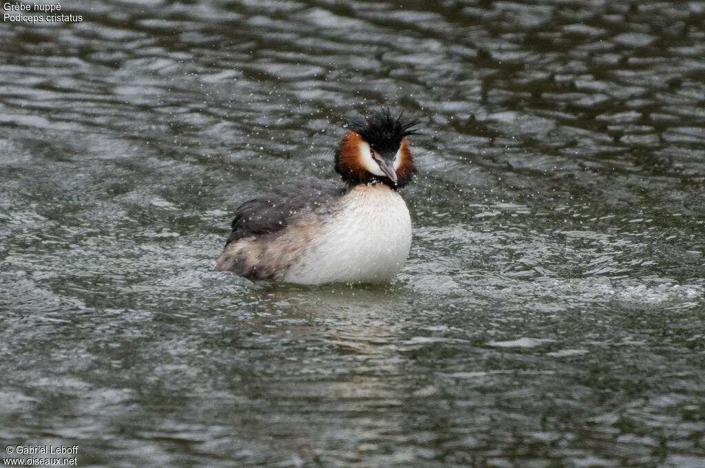 Great Crested Grebe