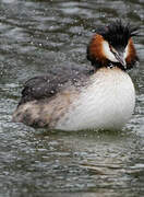 Great Crested Grebe