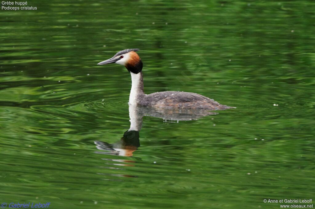 Great Crested Grebe