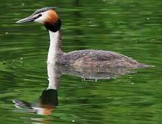 Great Crested Grebe